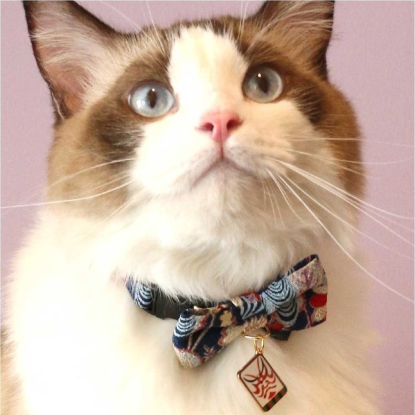 Kabuki Charm Bow Tie Cat Collar, Navy - Chewy.com