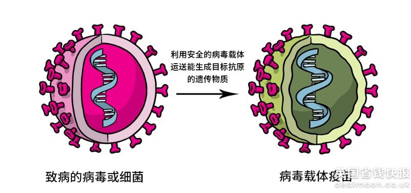 病毒载体疫苗 Viral Vector Vaccine