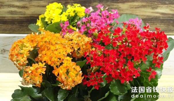 kalanchoe_5798749