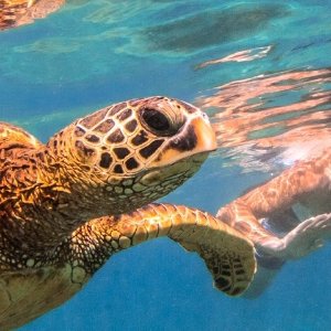 Turtle Canyon: Oahu Snorkel Cruise