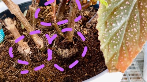 苗圃爱用的可降解育苗袋好么？绿植买回家可以做的几件事