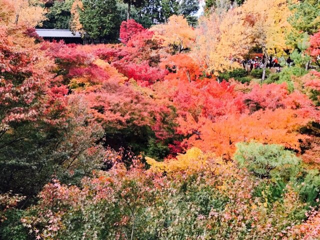 那一年缤纷的秋日：日本京都游记