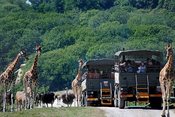 Port Lympne Reserve野生动物园+下午茶 双人