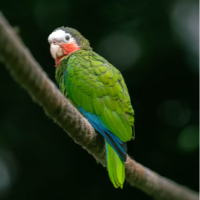 飞向远方的Bird