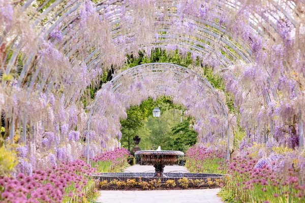 RHS Wisley 花园入场券及双人下午茶