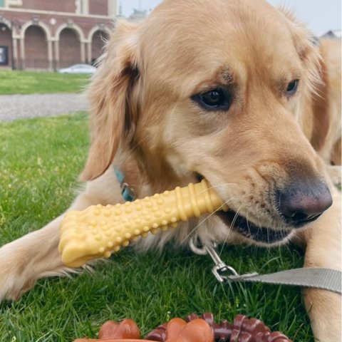 低至5折Nylabone 狗狗磨牙零食磨牙玩具热卖