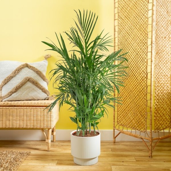 Bamboo Palm House Plant in 10-in Pot