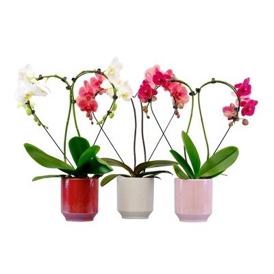 Live 5" Heart Shaped Orchid Plant - Spritz™