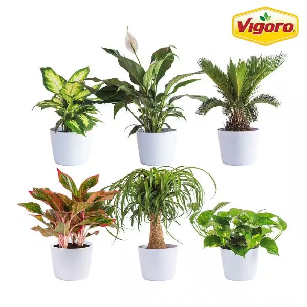 6 in. Peace Lily,Pothos,Sago Palm,Dieffenbachia,Siam and Ponytail Assorted Foliage Plants in White Decor Planter(6-Pack)