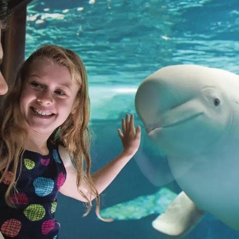 加州 圣地亚哥 SeaWorld 单日票+餐