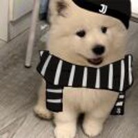 都灵老牛马