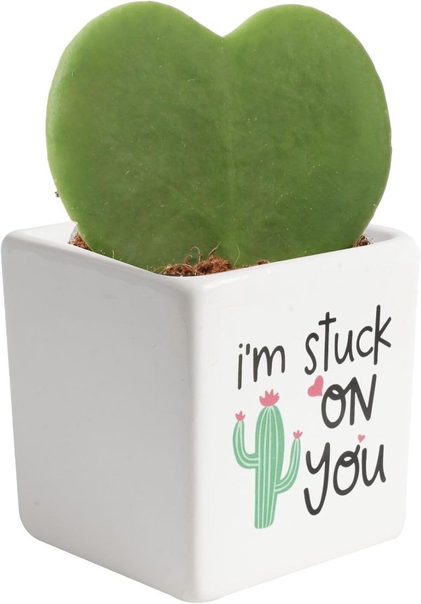  Hoya Heart Live Plant 5-Inch