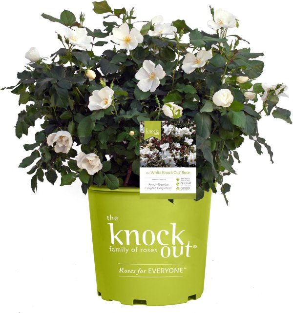 Knock Out 玫瑰 白花灌木 2加仑