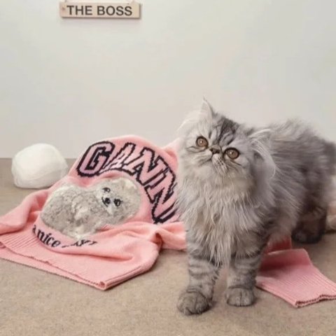 Poodle Crewneck Jumper