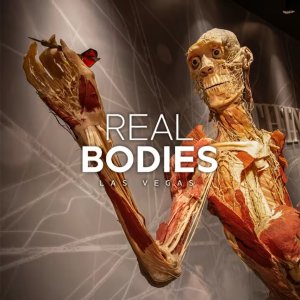 Real Bodies 人体展览
