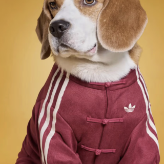 人穿不够，宠物也要穿｜adidas中式运...