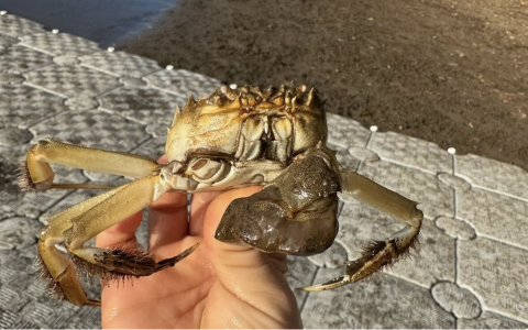 🦀美国人再次被“大闸蟹”吓坏？结果一看…华人都笑了😂