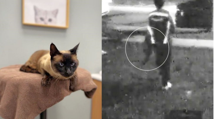 亚马逊快递员偷猫...