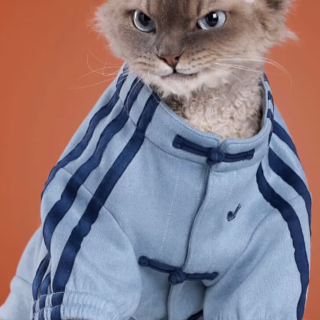 人穿不够，宠物也要穿｜adidas中式运...