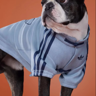 人穿不够，宠物也要穿｜adidas中式运...