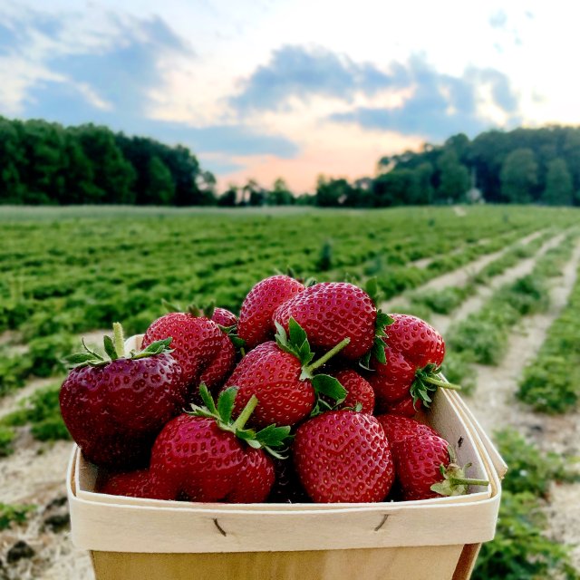 马里兰采摘季🍓🍒🍎大揭秘！这份农场...