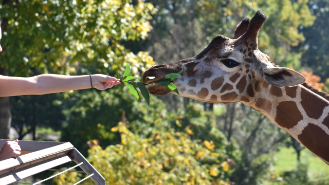 DC 附近亲子游：马里兰动物园超好玩！