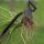 DMwespe Manganese Steel 6-Teeth Hand Weeder 2-Pack