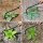 DMwespe Manganese Steel 6-Teeth Hand Weeder 2-Pack