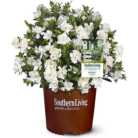 Southern Living Jubilation Gardenia Shrub 2-Gallon White Flowers