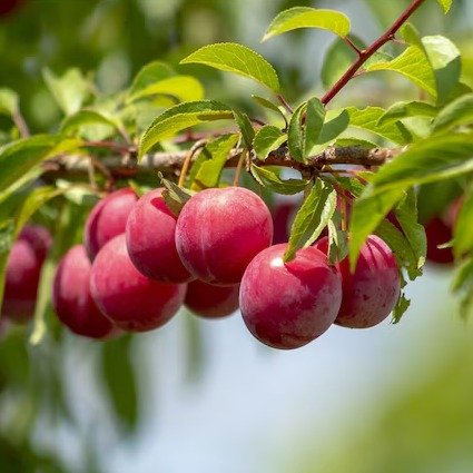 Online Orchards Beauty Plum Tree - Prunus domestica - Fast Growing Fruit Tree - Attracts Pollinators - Zone 6 - Full Sun - Bare Root - 3 Feet Tall