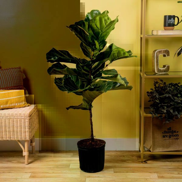 Costa Farms Indoor Fiddle Leaf Fig Ficus Lyrata Standard House Plant in 10-inch Grow Pot