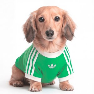 adidasPET CALI TEE 短袖T恤