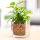 陶粒种植介质 2.2磅