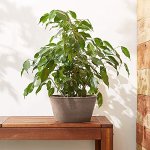 Arcadia Garden 浅型花盆 10英