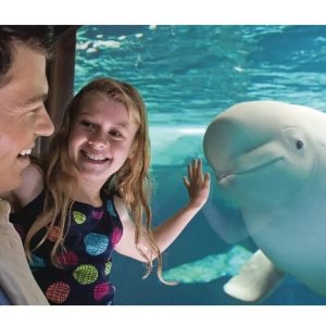Memorial Day Sale: SeaWorld 2026 Summer @Groupon