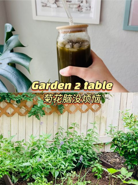 Garden2table｜菊花脑还能这样吃