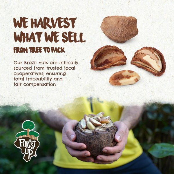 Forest Up Brazil Nuts 15oz Raw Unsalted