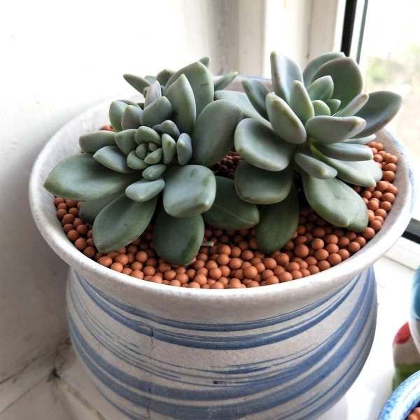 陶粒种植介质 2.2磅