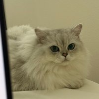 王翘翘