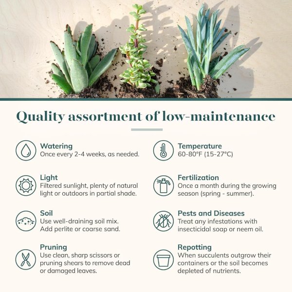 Shop Succulents 多肉植物组合 20盆