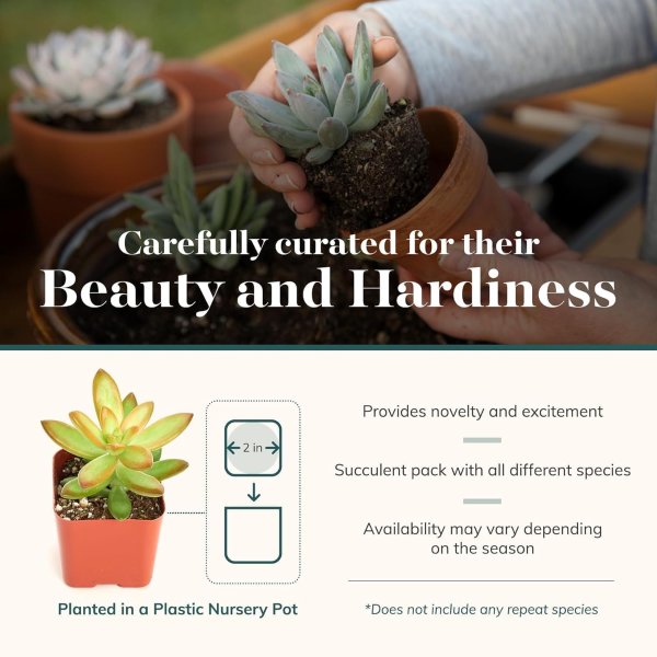 Shop Succulents 多肉植物组合 20盆