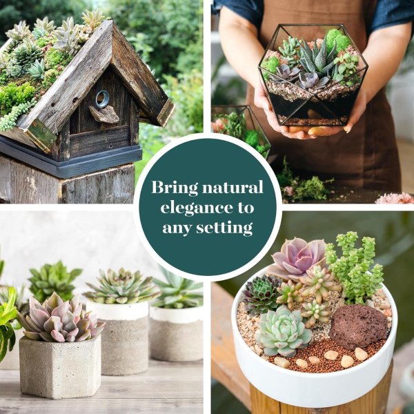 Shop Succulents 多肉植物组合 20盆