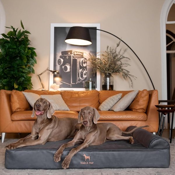 NOAH & PAW Dog Bed XXL Eggshell Memory Foam 55x45x9.5 Inch