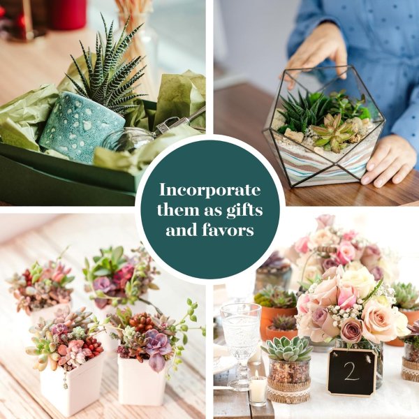 Shop Succulents 多肉植物组合 20盆