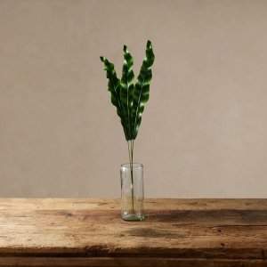 鸟巢蕨叶 $24