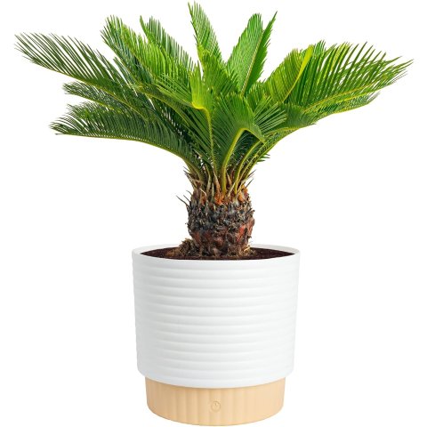 Sago Palm Decorative Pot 2-3 Feet