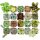 Shop Succulents 多肉植物组合 20盆
