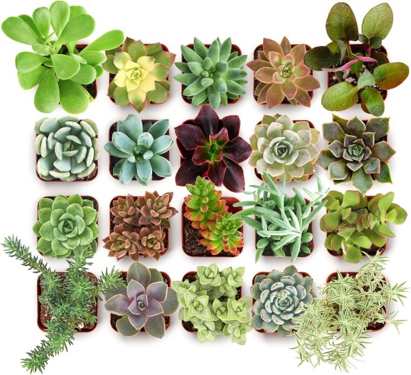 Shop Succulents 多肉植物组合 20盆